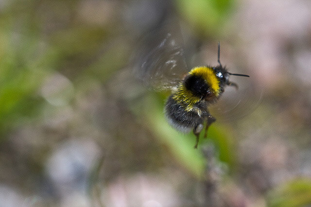 Bumblebee in flight. Photo by Johan Hansson/Flickr.