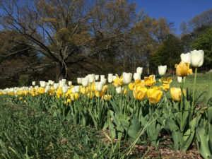tulips-public-garden