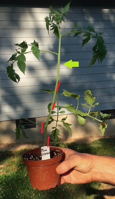 Leggy-tomato-planting-notes-Landers-14918-640p