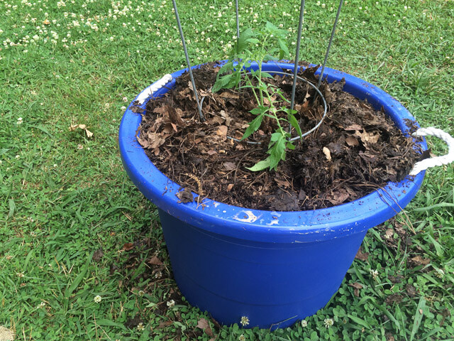 Tomato in an inexpensive container