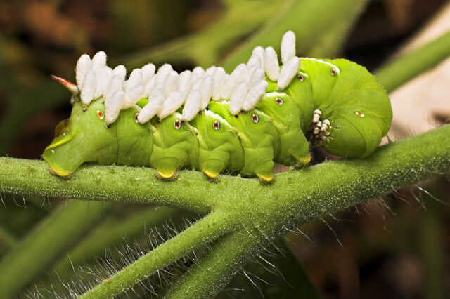 Hornworm with wasp pupae