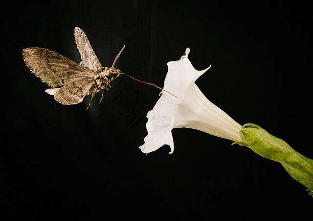 The adult form of the tobacco hornworm drinks from a datura flower. Photo by Kiley Riffell/Flickr.