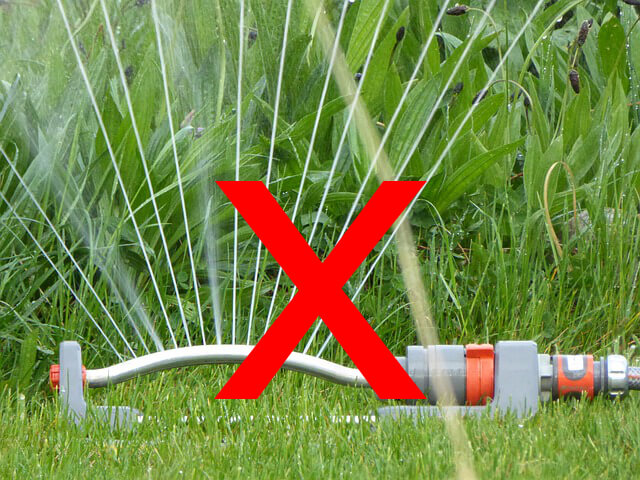 Avoid using a sprinkler for watering tomatoes.