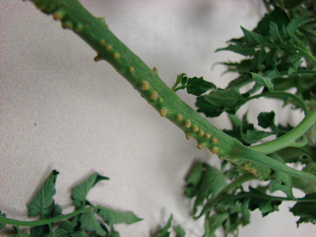 The bumps on this tomato stem are potential roots. Photo by Tom Springstun/Purdue Extension