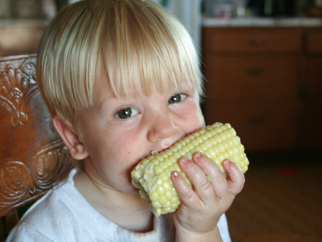 Eating corn from the garden