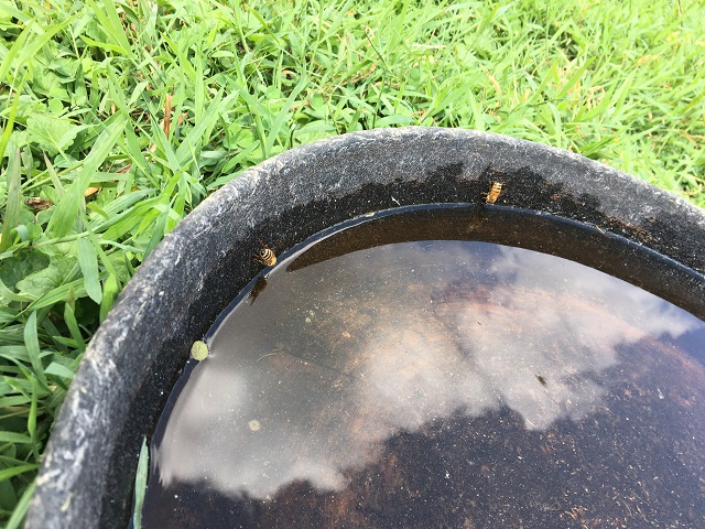 Honeybees drinking from the rubber chicken water bowl