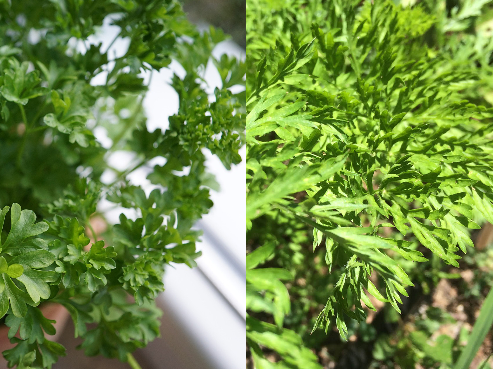 Parsley and carrots