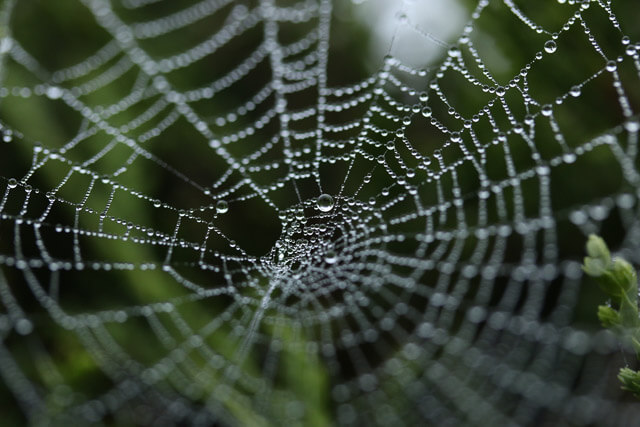 Intricately connected spider web