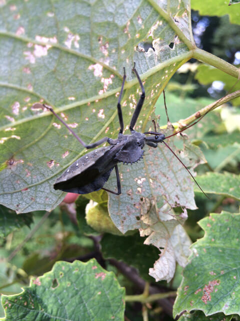 Friend or foe? Find out before you spray or kill insects. This wheel bug is a friend. It eats other insects that munch on leaves!