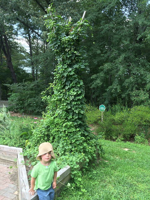 Check out these gorgeous hops at our local garden. We need to grow some next year!