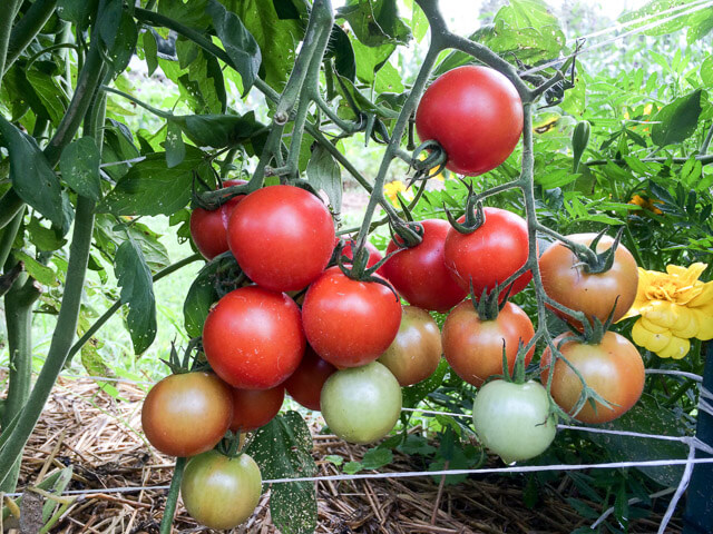 'Mountain Magic' tomatoes in abundance!
