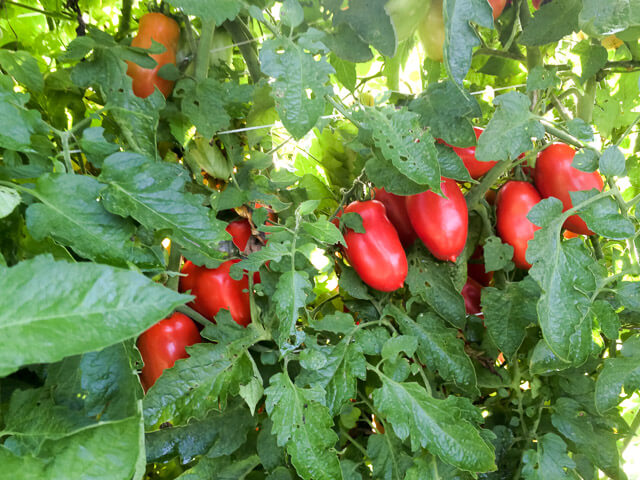 Roma tomatoes on the vine.