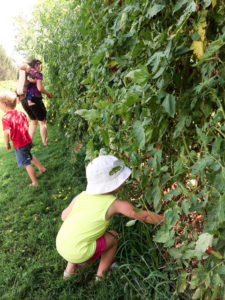 Tomato-Harvest-53