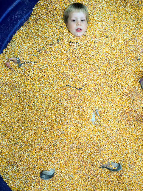 Who doesn't love a big bin of shelled corn?