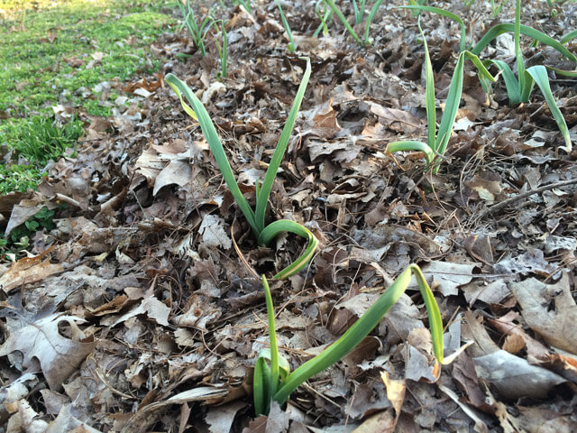 Garlic sprouts work their way through fall leaves used as mulch.