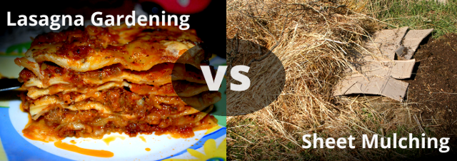 lasagna-vs-sheet-mulch