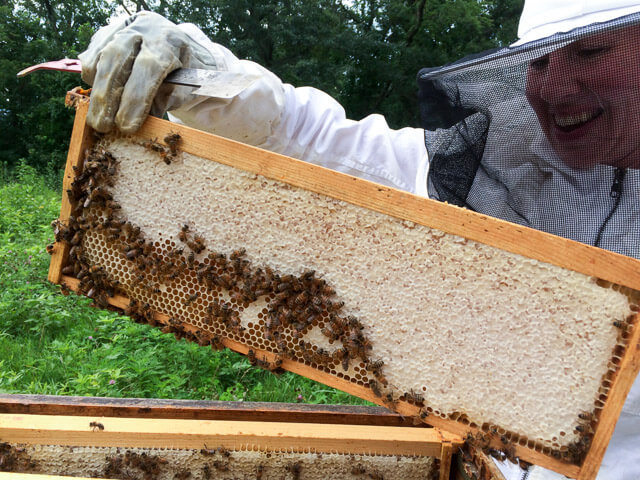 beekeeping-20160721-18652