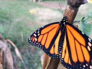 fall-garden-checklist-monarch