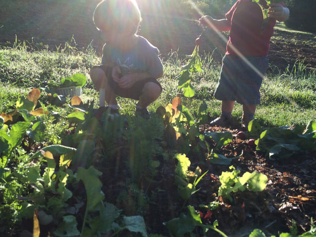 Kids gardening in early morning (en route to feed chickens)