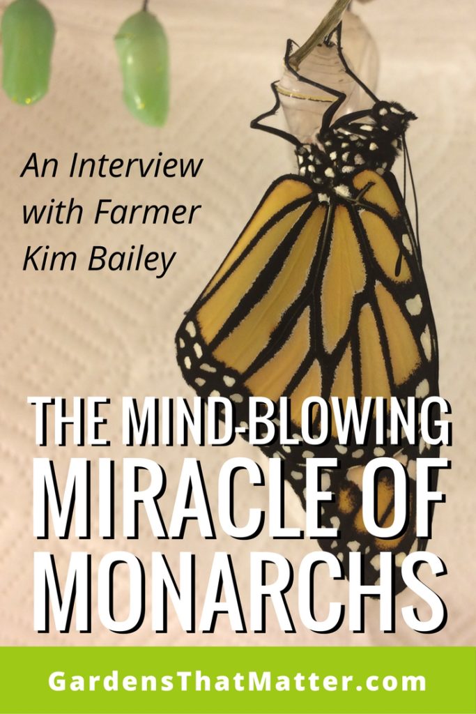 The Mind-Blowing Miracle of Monarchs