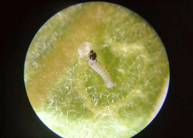 A first instar caterpillar. Photo: Kim Bailey