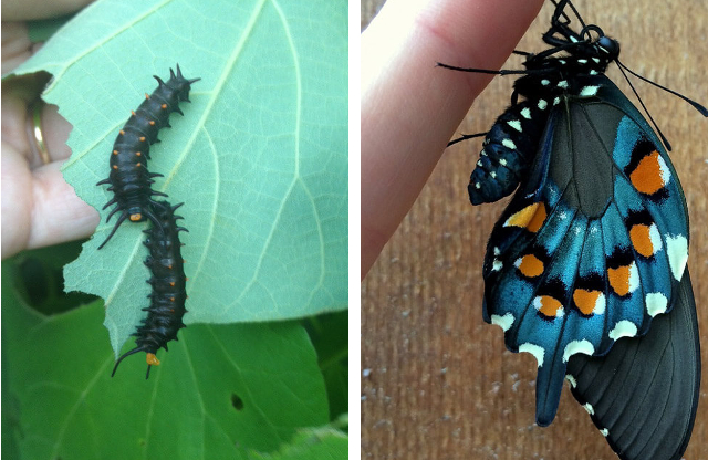 Pipevine swallowtail caterpillars and adult. Photos: Kim Bailey