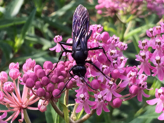 Butterflies aren't the only insects nectaring from Kim's swamp milkweed! photo: Kim Bailey