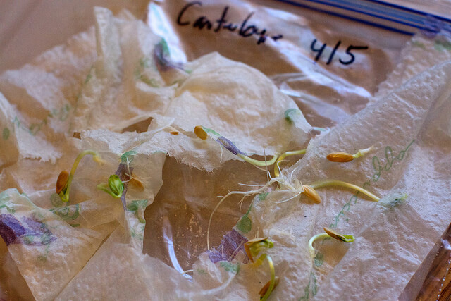 Cantaloupe seeds Levine Flickr