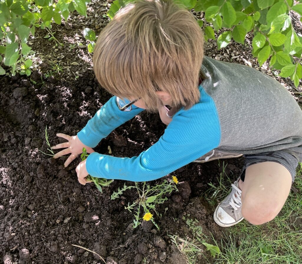 Helping in the garden