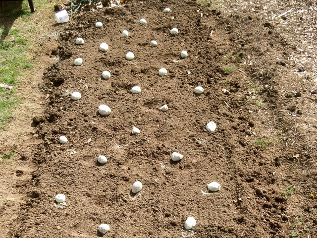 The staggered pattern for easy potato planting