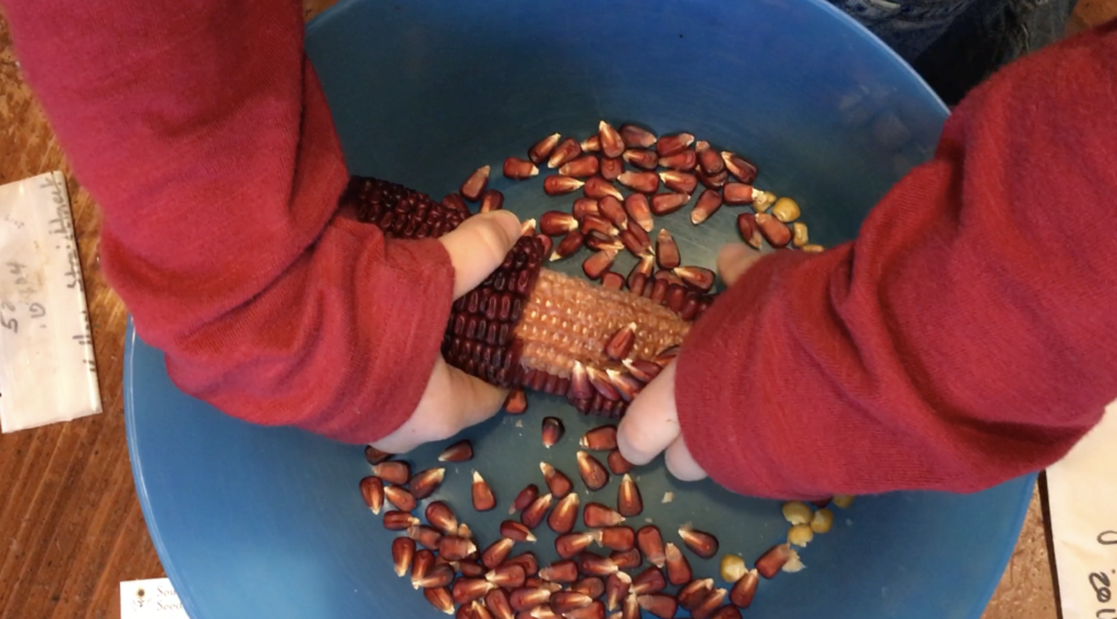 Shelling 'Bloody Butcher' corn for storage
