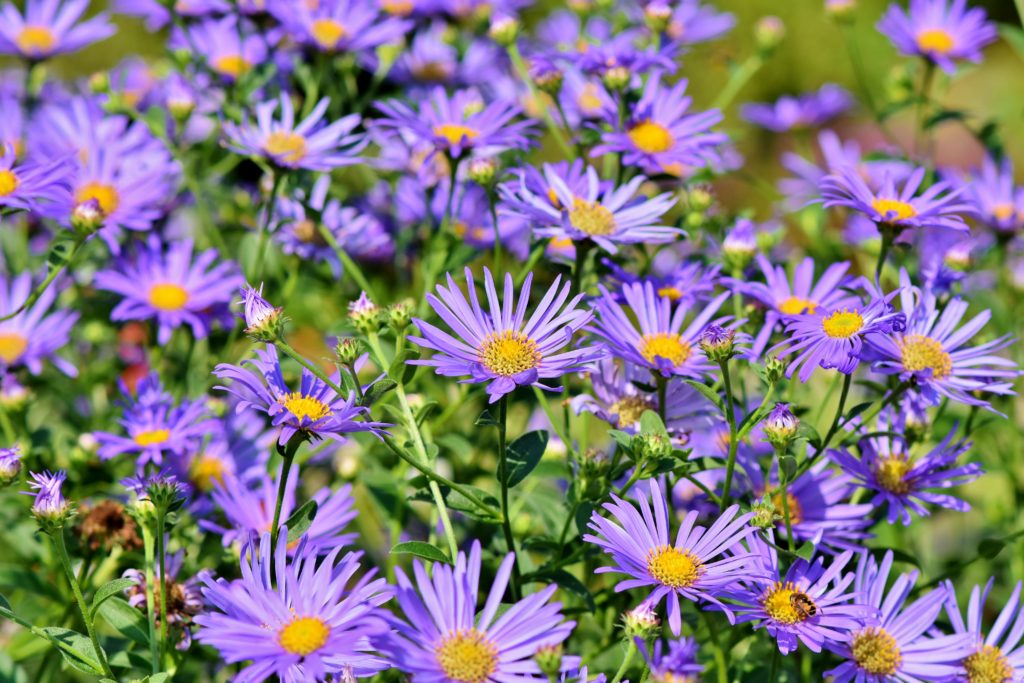 Purple asters are related to lettuces and sunflowers.