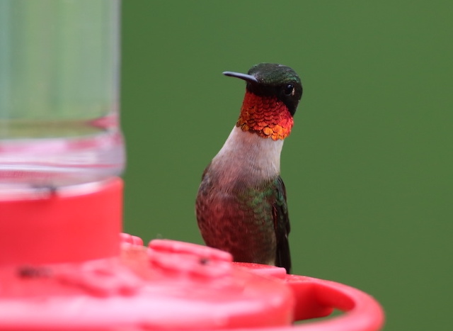 Ruby-throated hummingbird on feeder