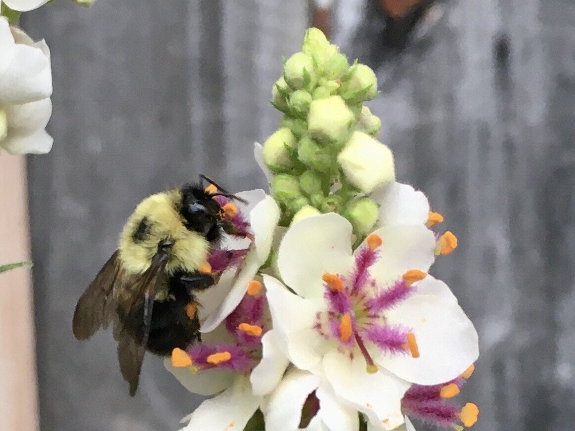 bumblebee-mullein